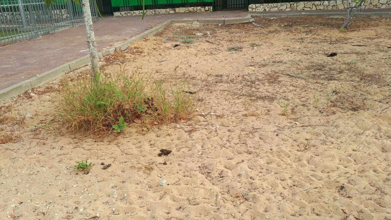 צואה בפס הירק