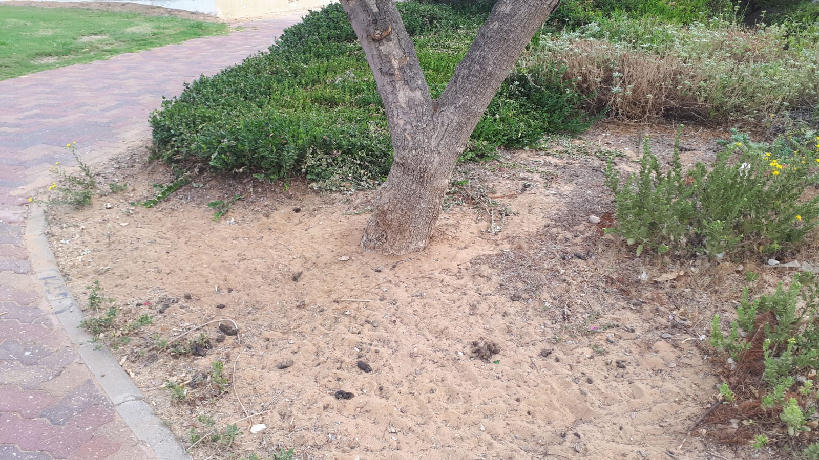 צואה בפס הירק