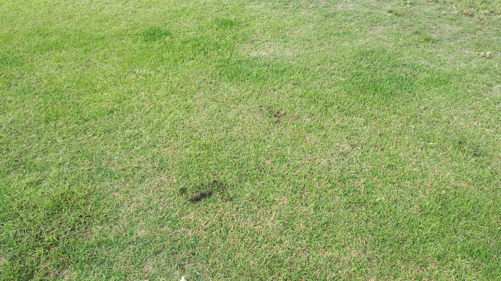 צואה בפס הירק