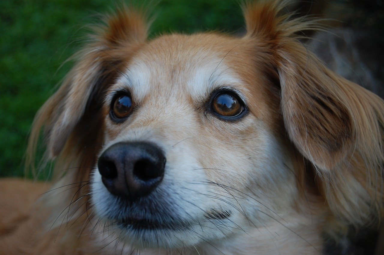 מזון לכלבים