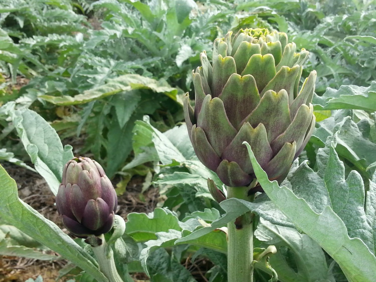 ארטישוק של נועם