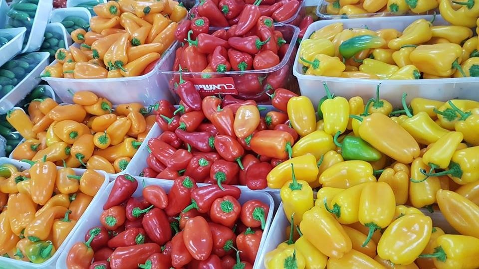 משק מ.י טל בעמ