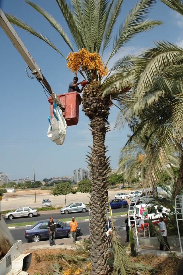 צילום: לשכת דובר עיריית יבנה