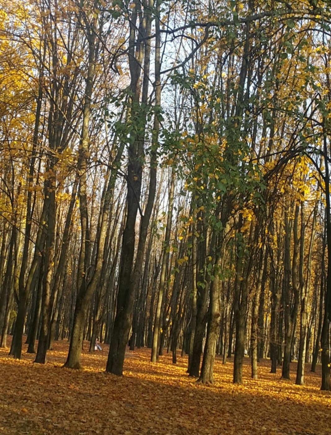 שלכת צהובה ומרהיבה