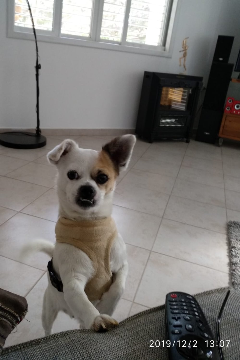 מת על תנור, מזגן ושמיכה. טַייְנִי