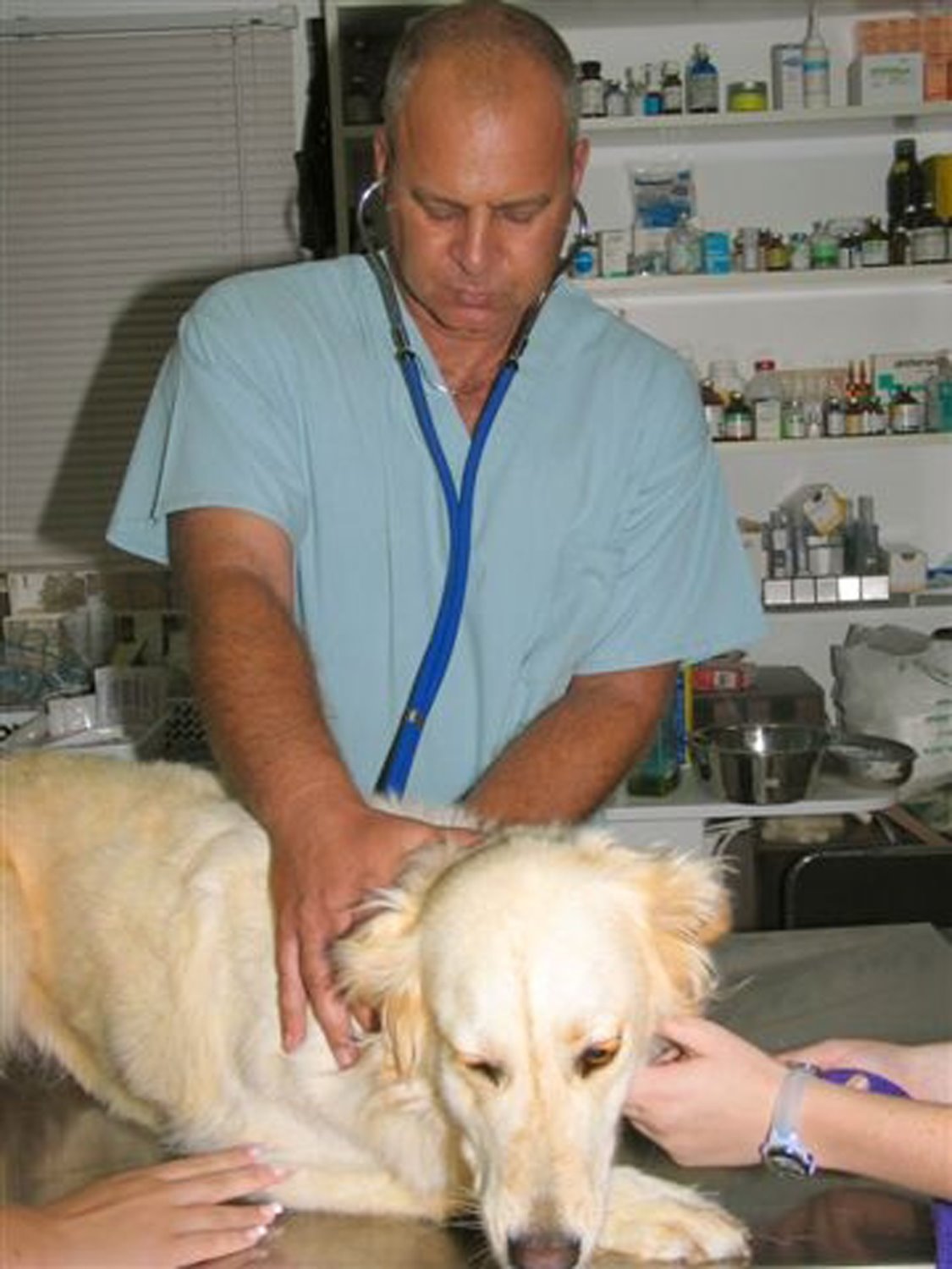 ד"ר גיל שביט. להכניס את חיות המחמד לבית החמים והנעים, גם להן מגיע