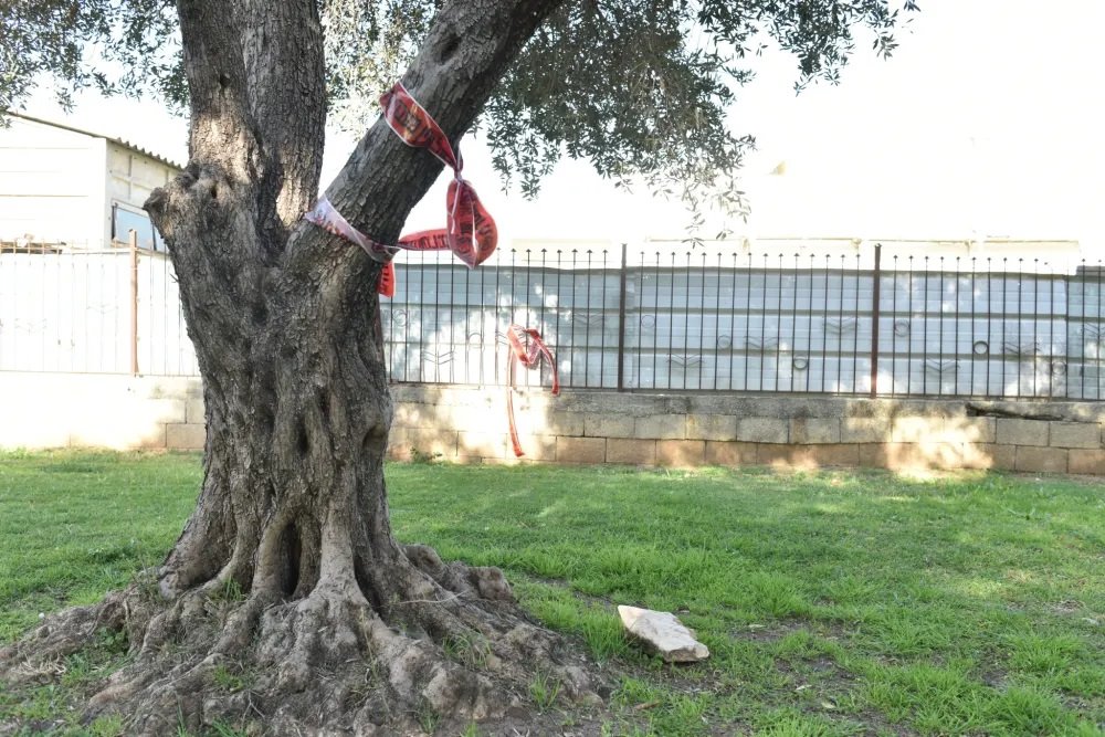 העץ שעליו נמצא האב. צילום: ניב אהרונסון, וואלה!ניוז