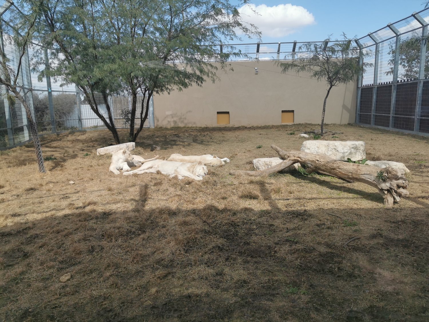 האריות הלבנים בנגב ZOO צילום: נועה גבאי