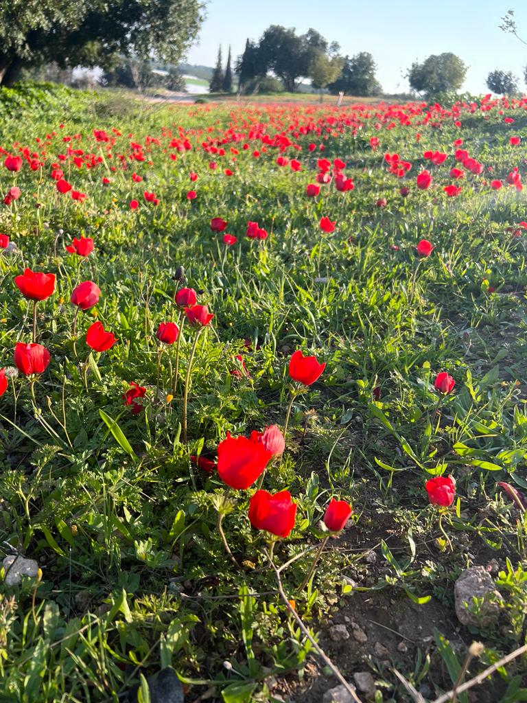 צילום פולה כהן קק"ל