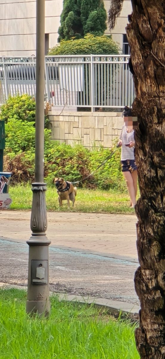 עיריית יבנה