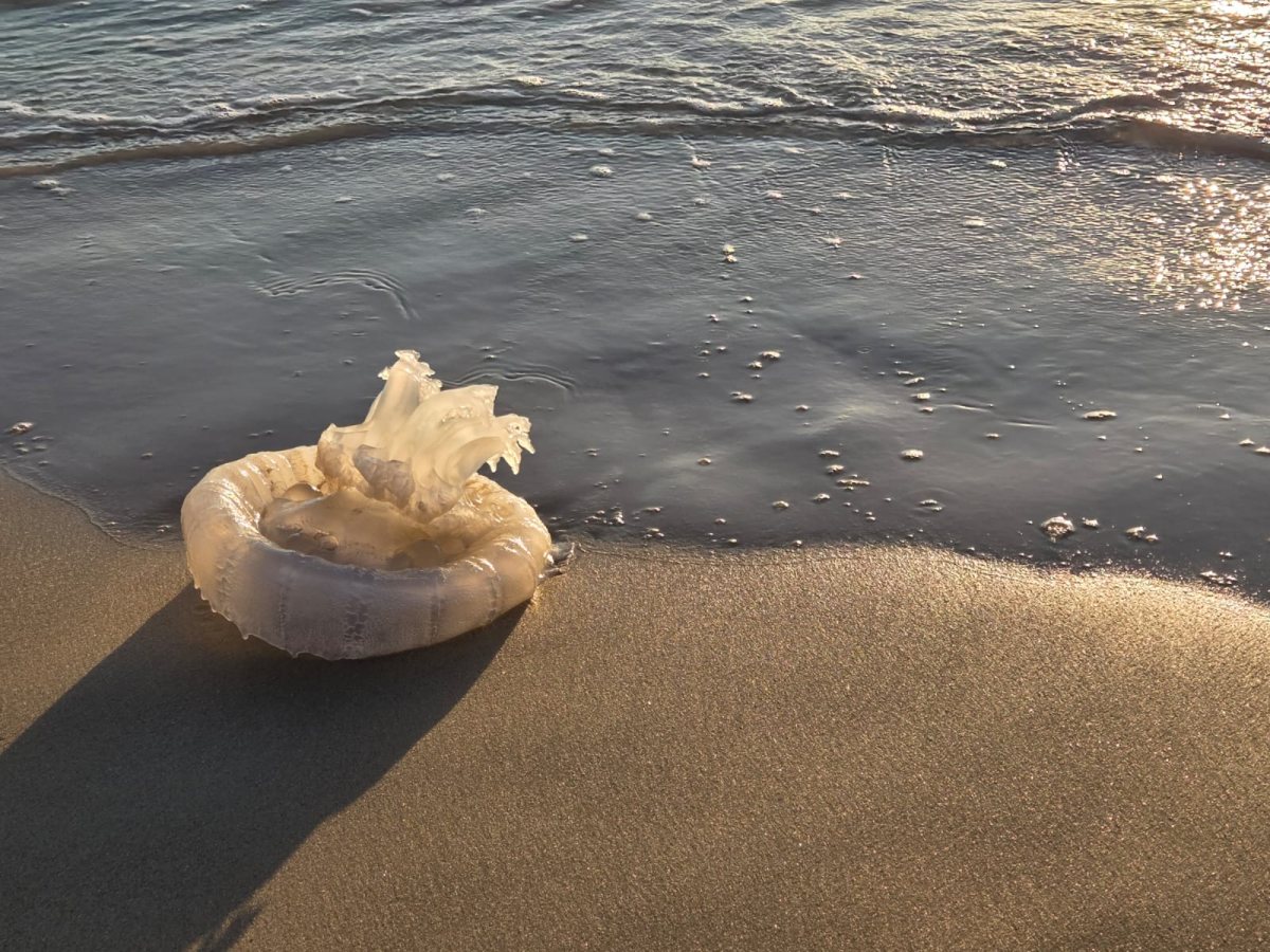 צילום ענת בלזברג