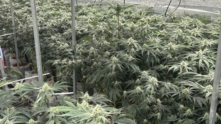 דוברות משטרה