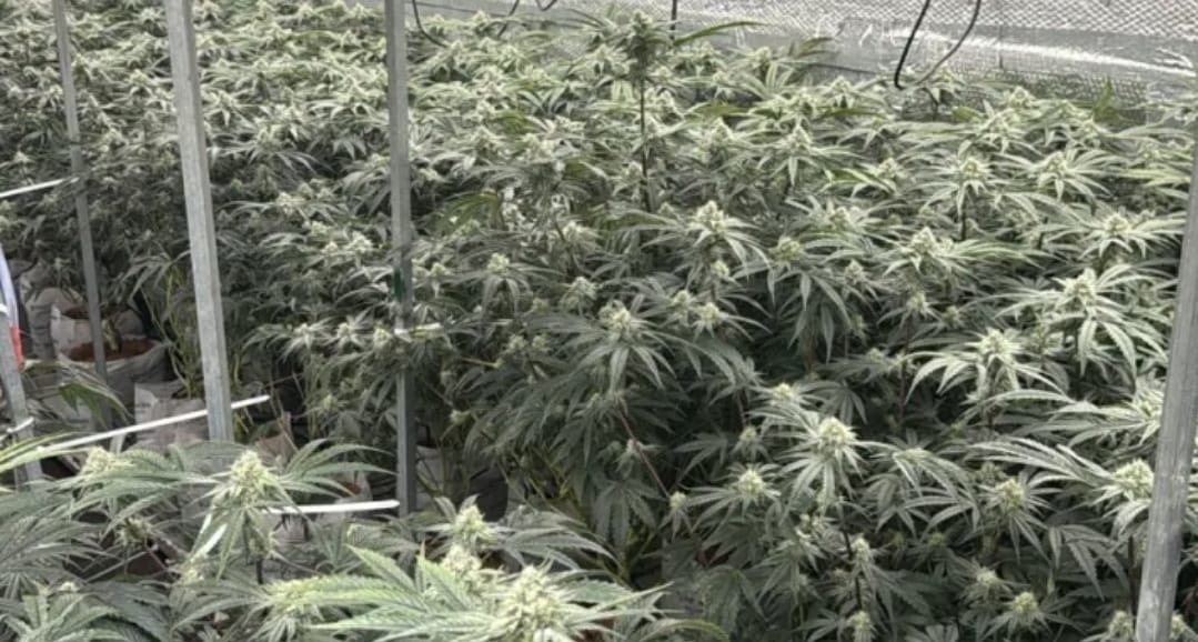 דוברות משטרה