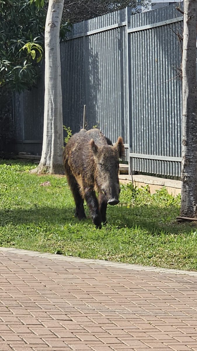 עיריית יבנה