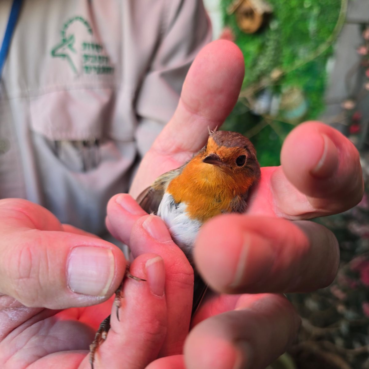 רשות הטבע והגנים