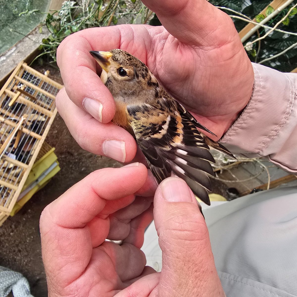 רשות הטבע והגנים