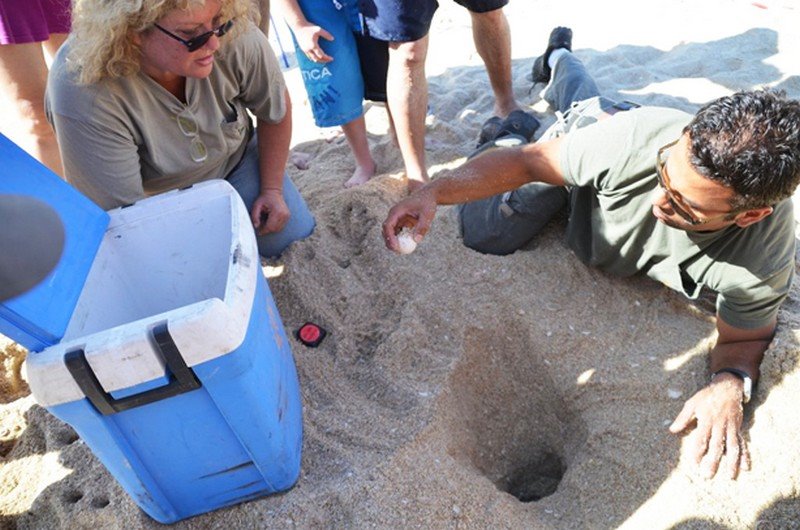 הביצים מועברות לצידנית