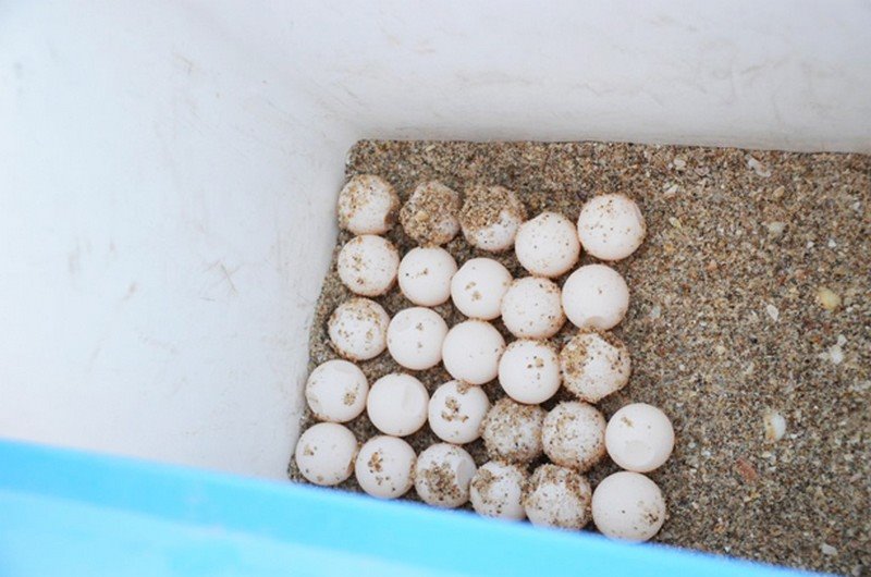 ביצים רבות נאספות