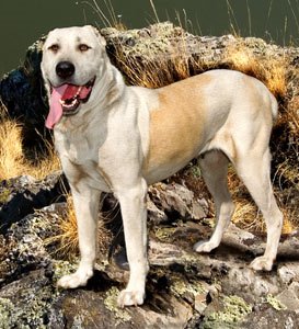 כלב רועה אסיאתי. תקיפה בלי מעצורים