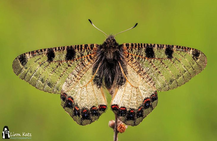 צבעוני שקוף - צילום מאקרו