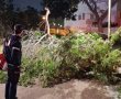 אישה נפגעה מענף גדול שנפל ברח' הגלים בראשון לציון