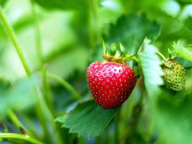 Pixabay