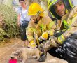 צפו: כלב נלכד בקומה השנייה ברחוב שז"ר וחולץ בשלום