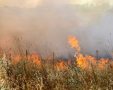 שריפה בשדה קוצים