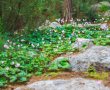 שישי "בשביל הפרחים" – מגלים את יער בן שמן פעילות בחינם