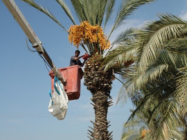 צילום: לשכת דובר עיריית יבנה