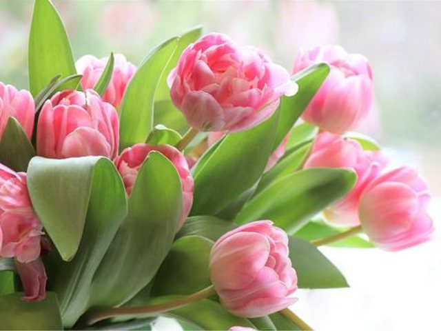 pixabay