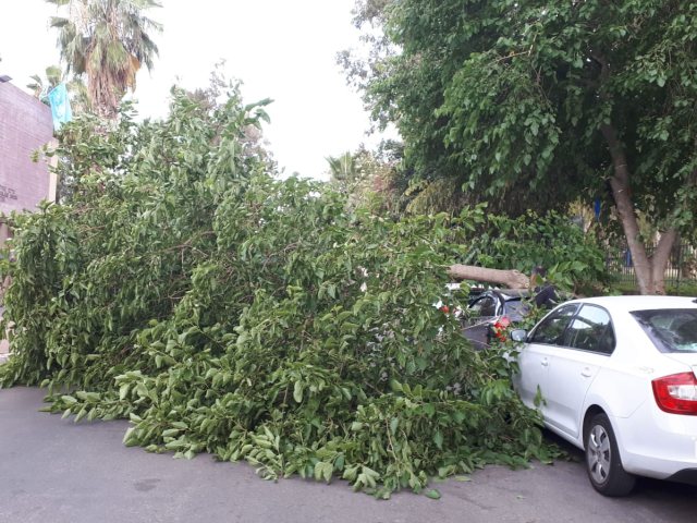 צילום באדיבות עיריית יבנה
