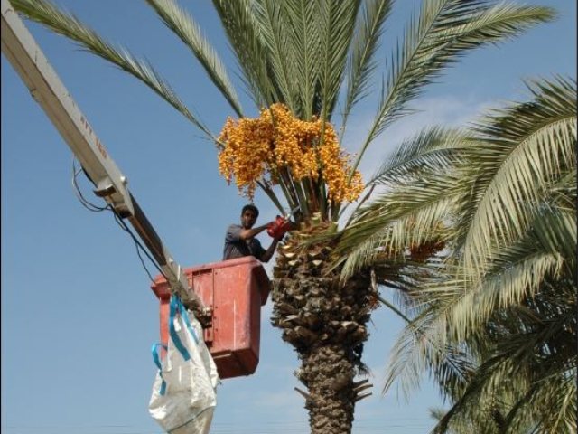 צילום באדיבות עיריית יבנה
