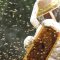 הדבוראי צביקה אופיר מאלון הגליל, צילום: אדוה אופיר