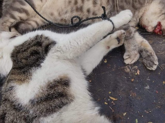 .
