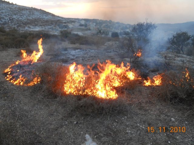 צילום: קק"ל