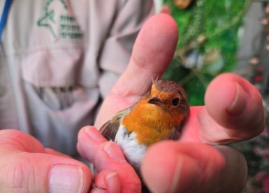 רשות הטבע והגנים