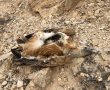 ''מכה אנושה'': נשר נוסף נמצא מת בנגב, החמישי בתקופה האחרונה