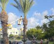 לקראת חג הסוכות: עיריית אשדוד תחלק סכך לתושבים ברחבי העיר - כל הפרטים